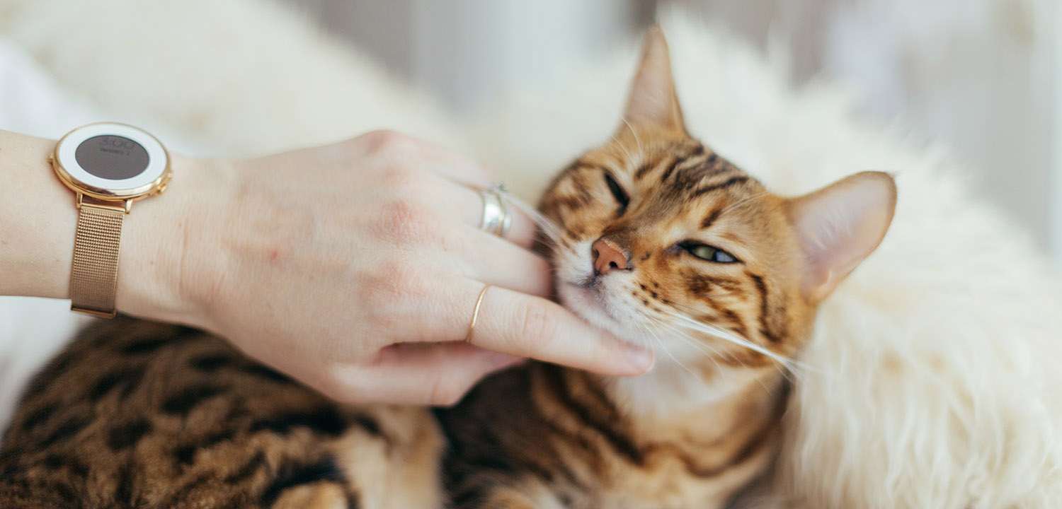 A woman strokes a cats chin softly.